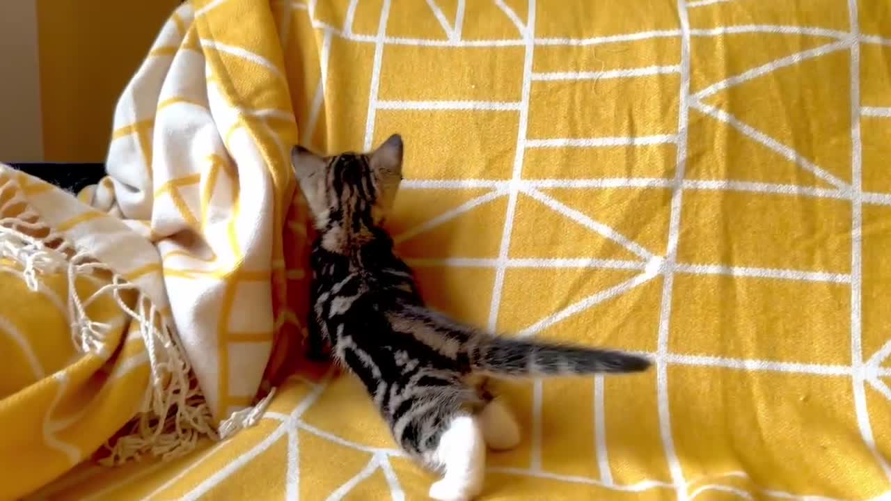 Mixed Breed cats for sale: Beautiful, Friendly Mixed Breed Tabby & White in Dartmouth - Video 1