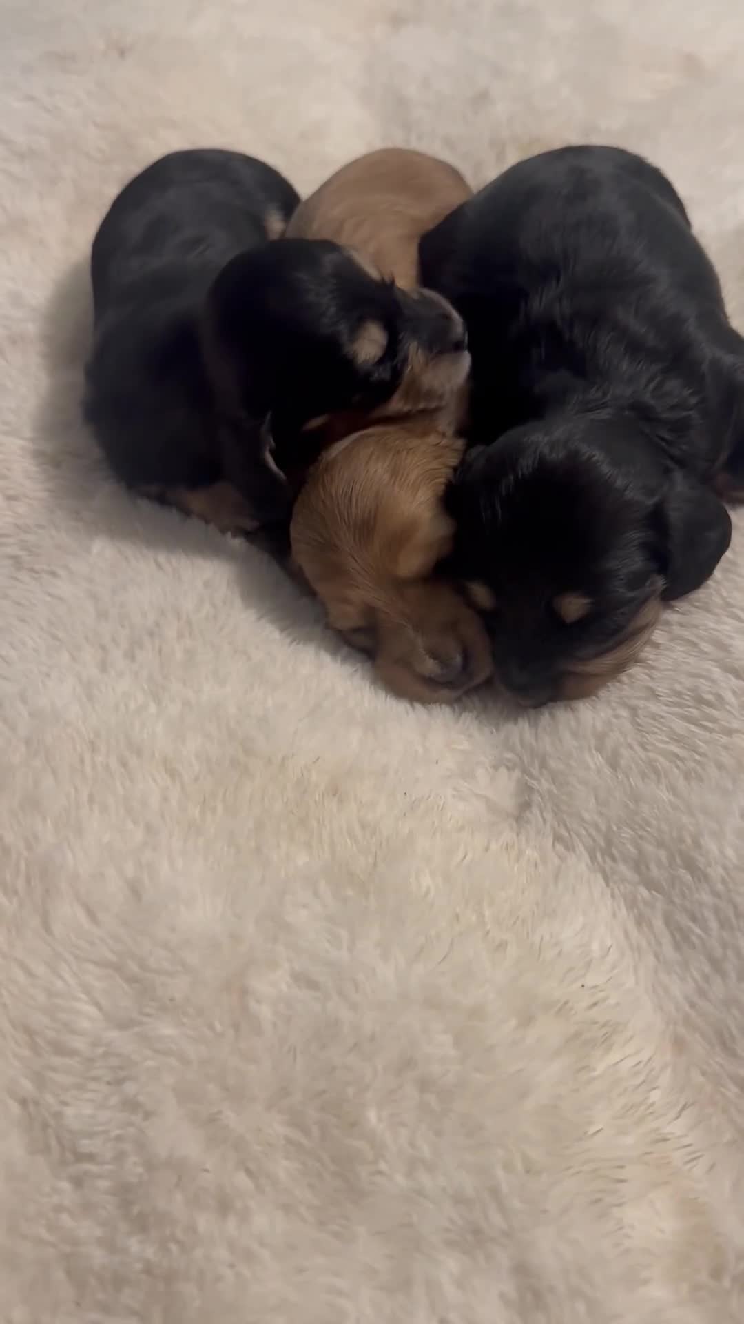 Miniature Dachshund dogs for sale: KC MINIATURE LONG HAIR PUPPYS, CREAM/BLACK & CREAM - Video 1