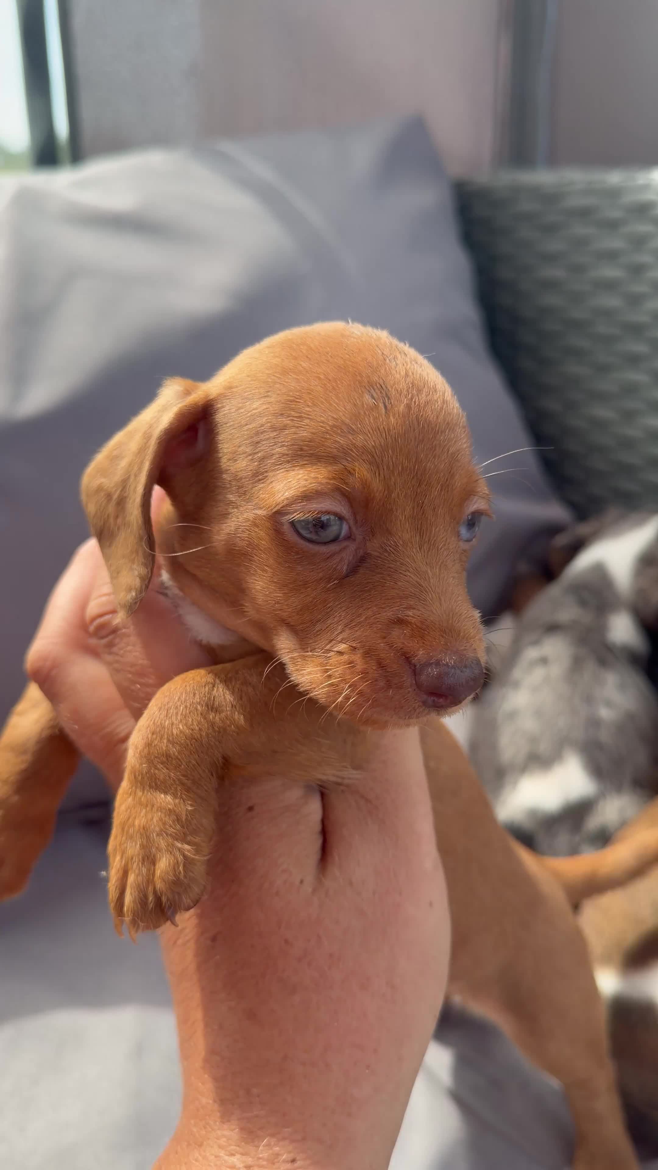 Dachshund dogs for sale: Mini dashound puppy’s - Video 1