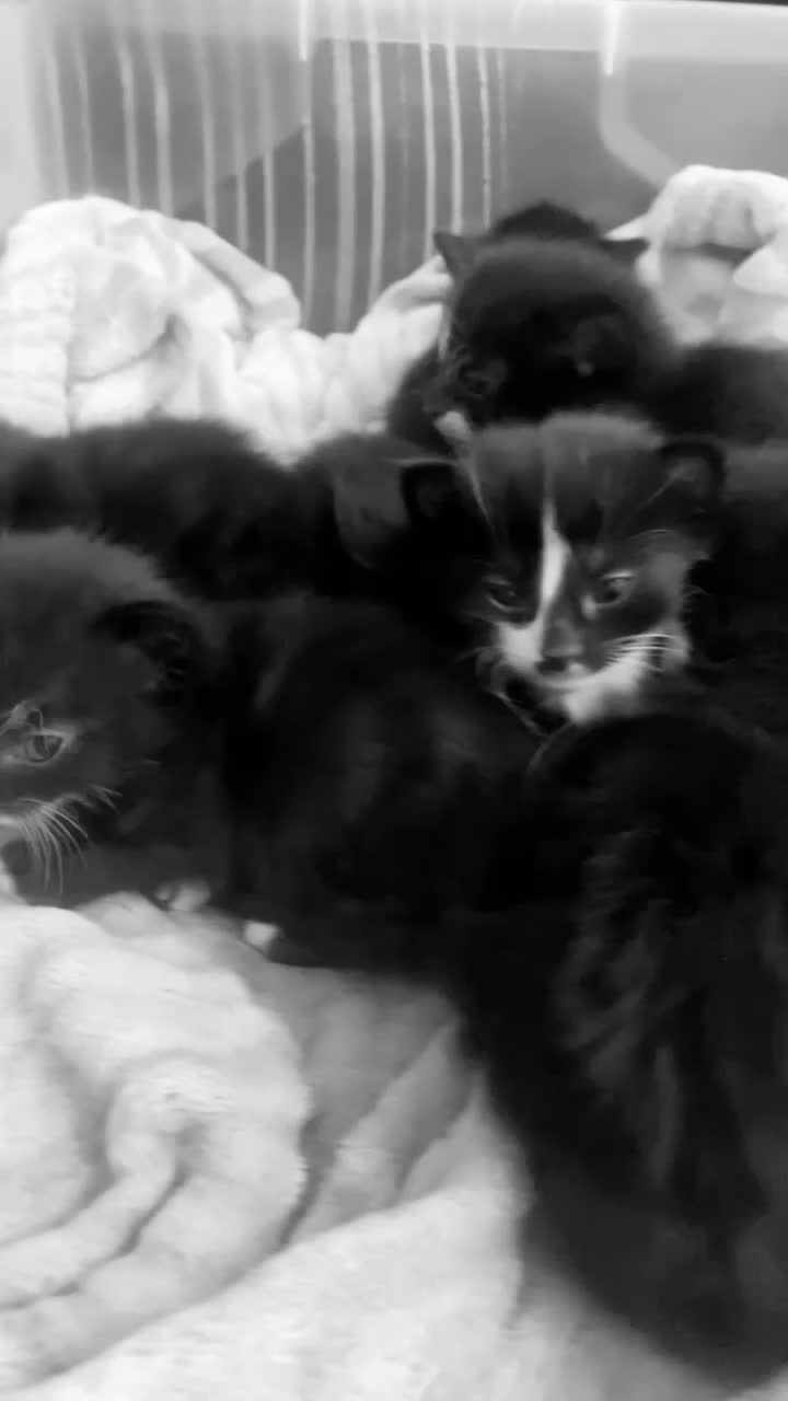 British Longhair cats for sale: Kittens in Llandudno - Video 1