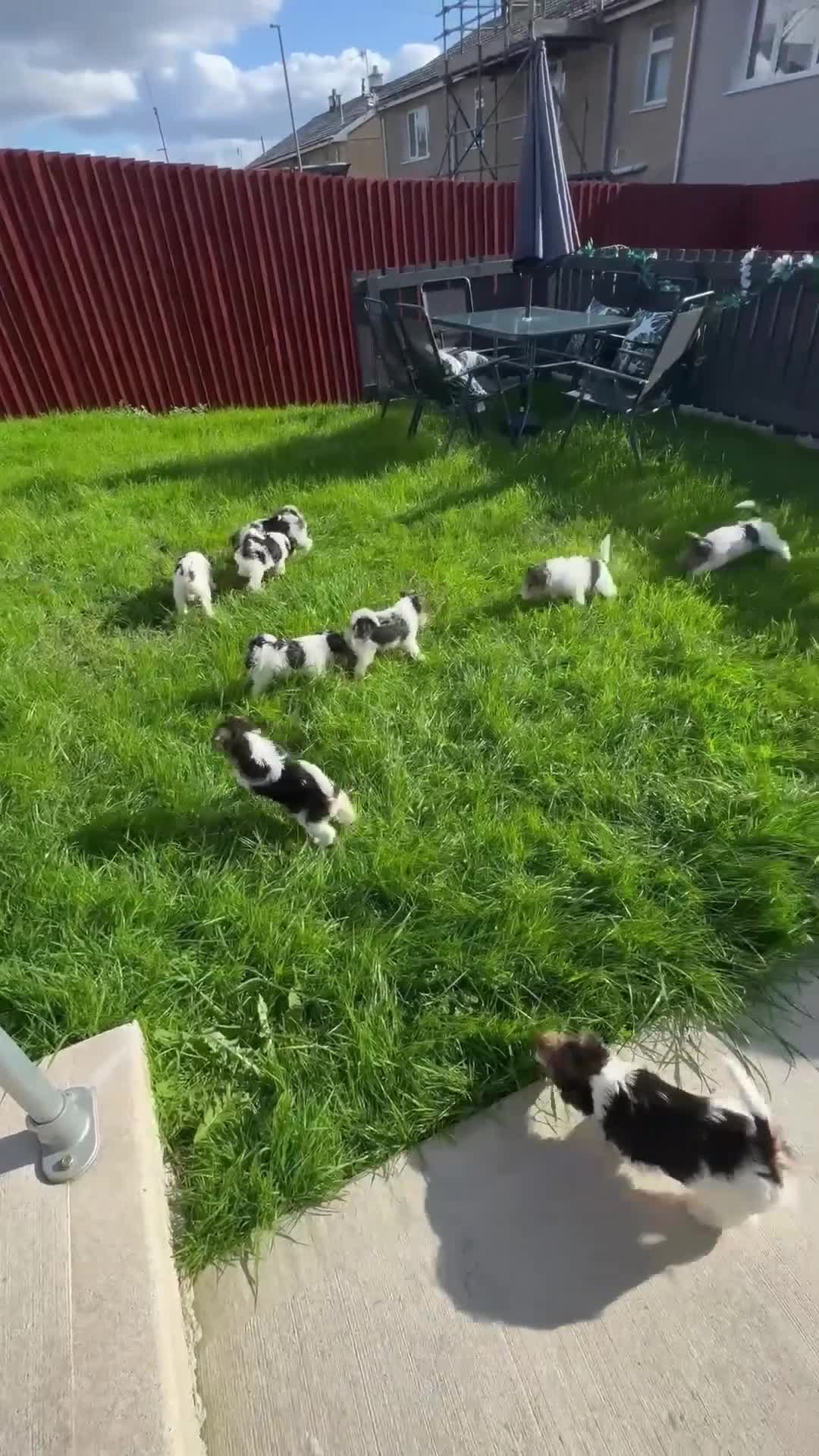 Fox Terrier dogs for sale: KC Reg Wire Fox Terrier Puppies READY NOW - Video 1