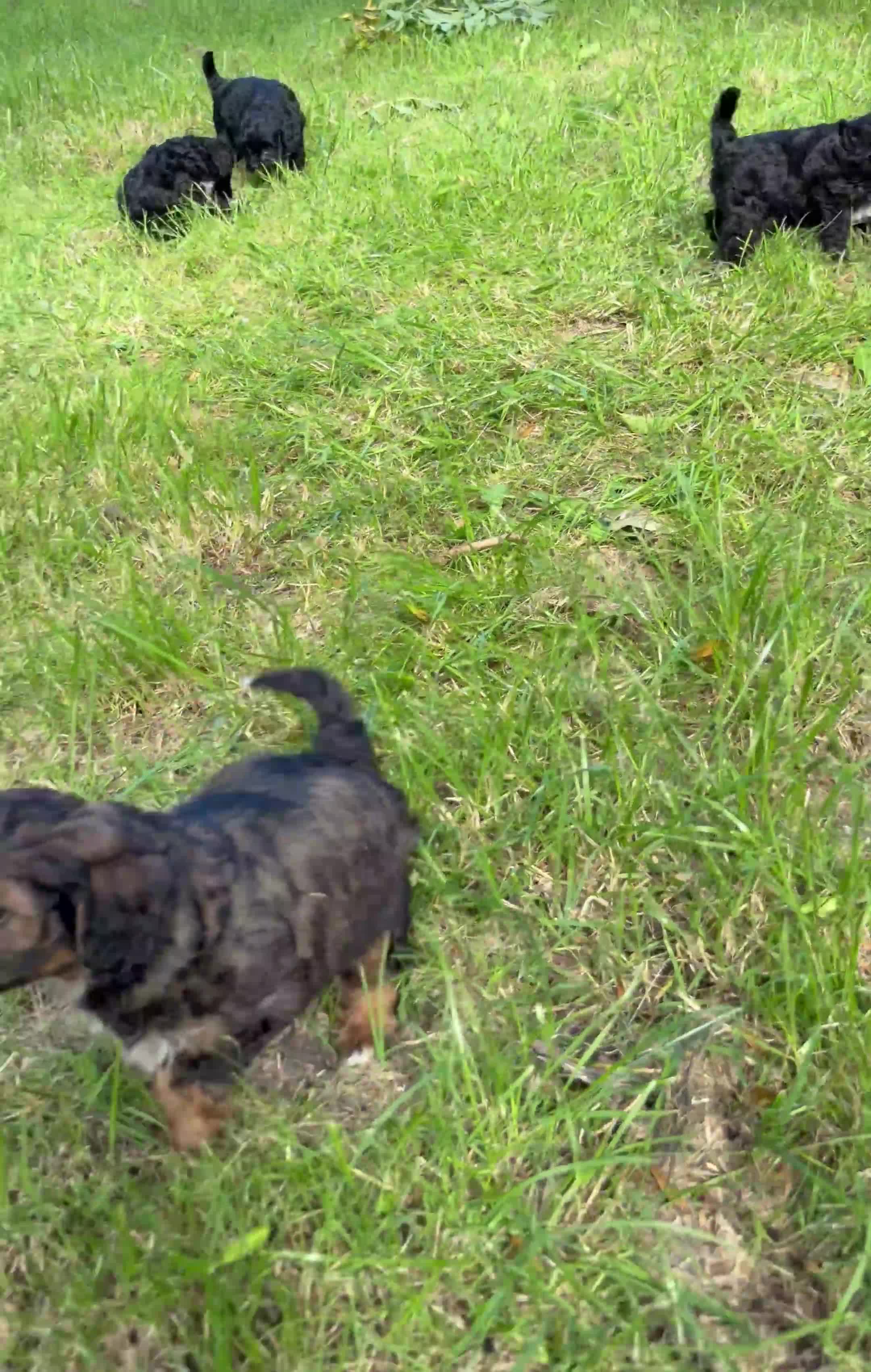 Cavapoo dogs for sale: Beautiful F1 Cavapoo Puppies - 1 Girl 3 Boys in Gosport - Video 2