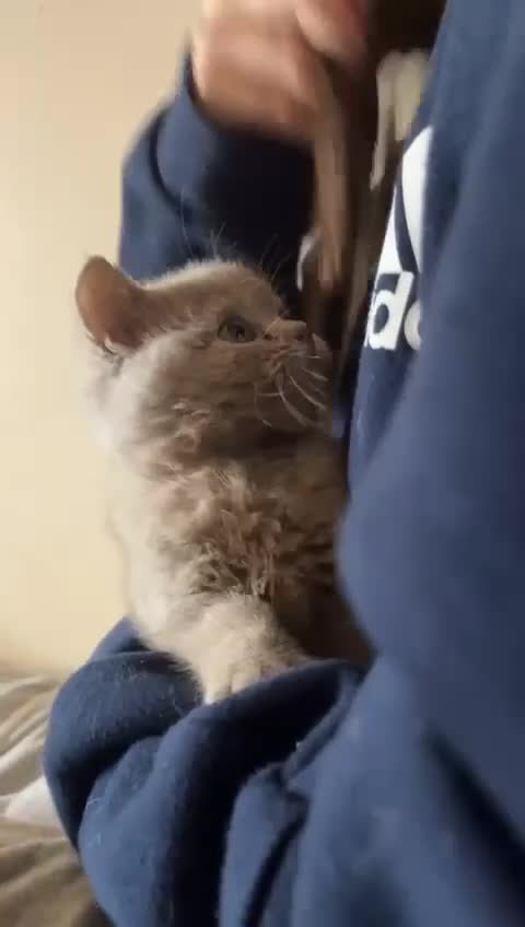 British Shorthair cats for sale: BRITISH SHORTHAIR LILAC BOY 🩵🐾 - Video 3