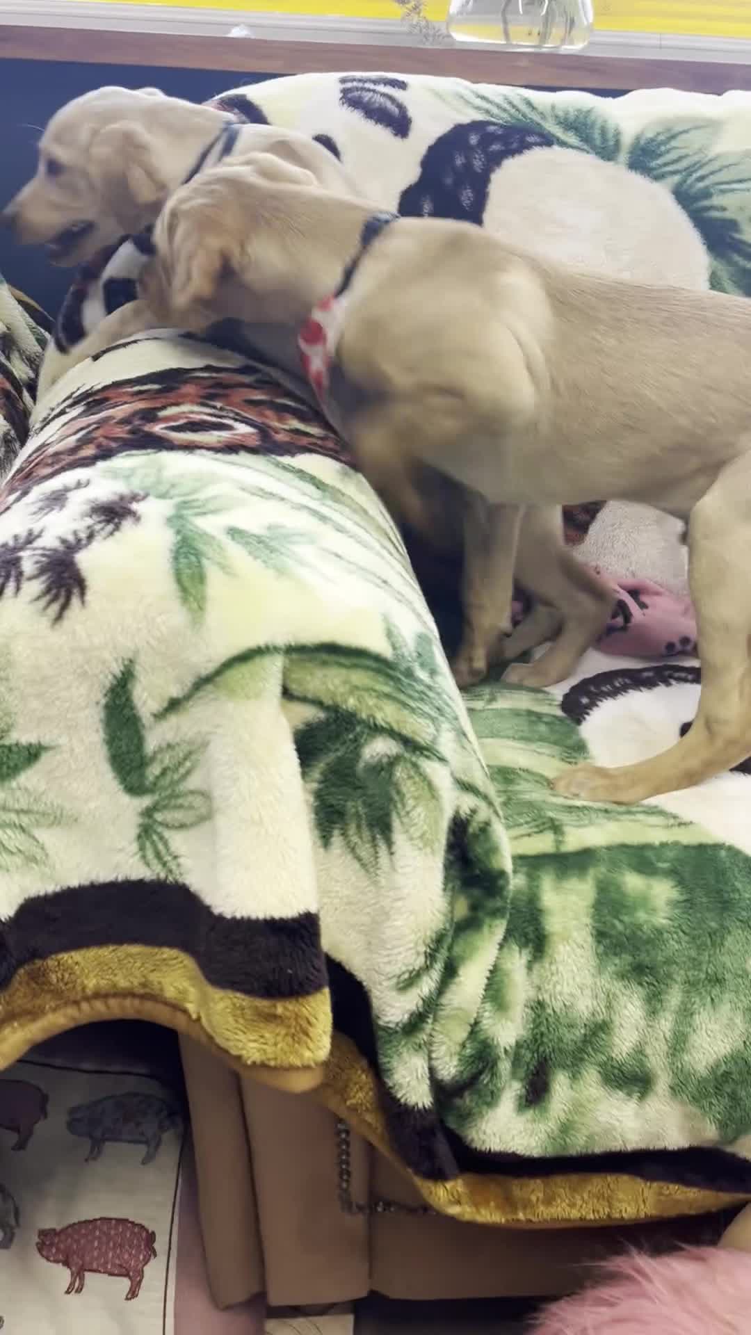 Labrador Retriever dogs for sale: Lovely Labrador puppies ready for new home 💕 - Video 1