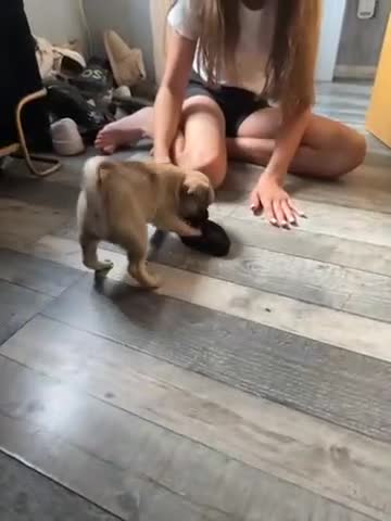 Chug dogs for sale: 2 puppy chugs for sale  - Video 2