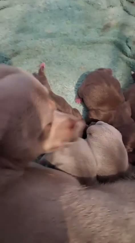 Chihuahua dogs for sale: Chihuahua puppies  in Ripley - Video 2