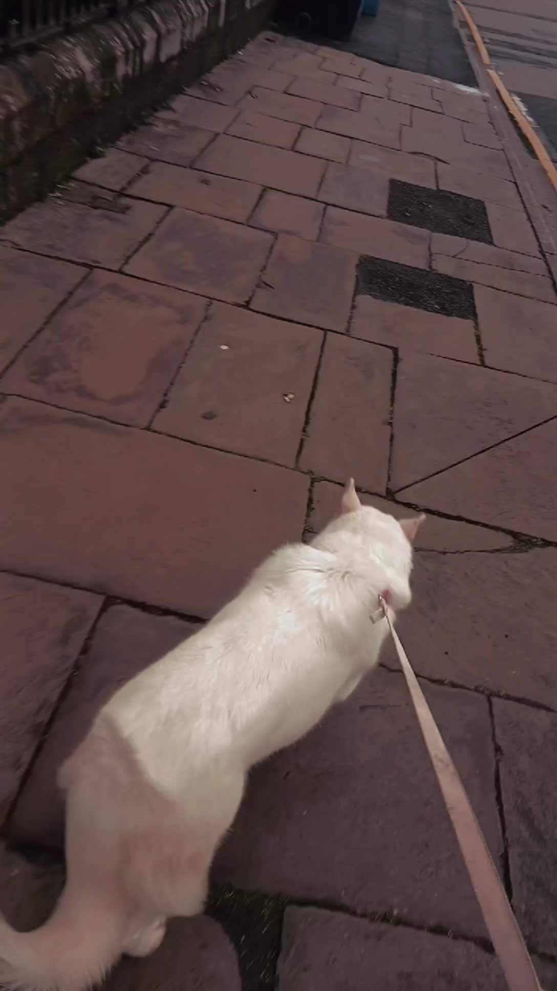 Siberian Husky dogs for sale: Snowball  - Video 1