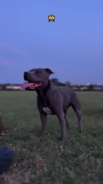 Staffordshire Bull Terrier dogs for sale:  Blue Staffordshire Bull Terrier Puppies Available - Video 1