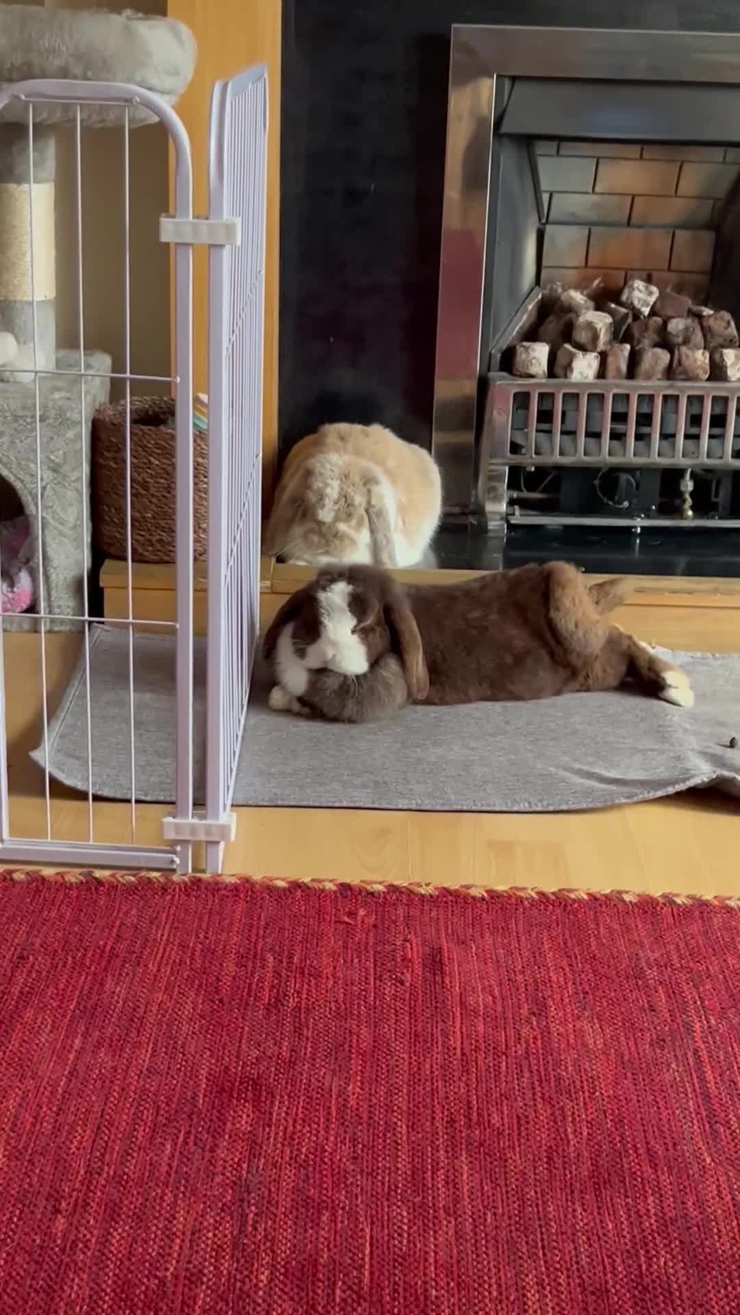 Mini Lop rabbits for sale: Rupert & Ruby – Looking for a Loving Forever Home  - Video 2