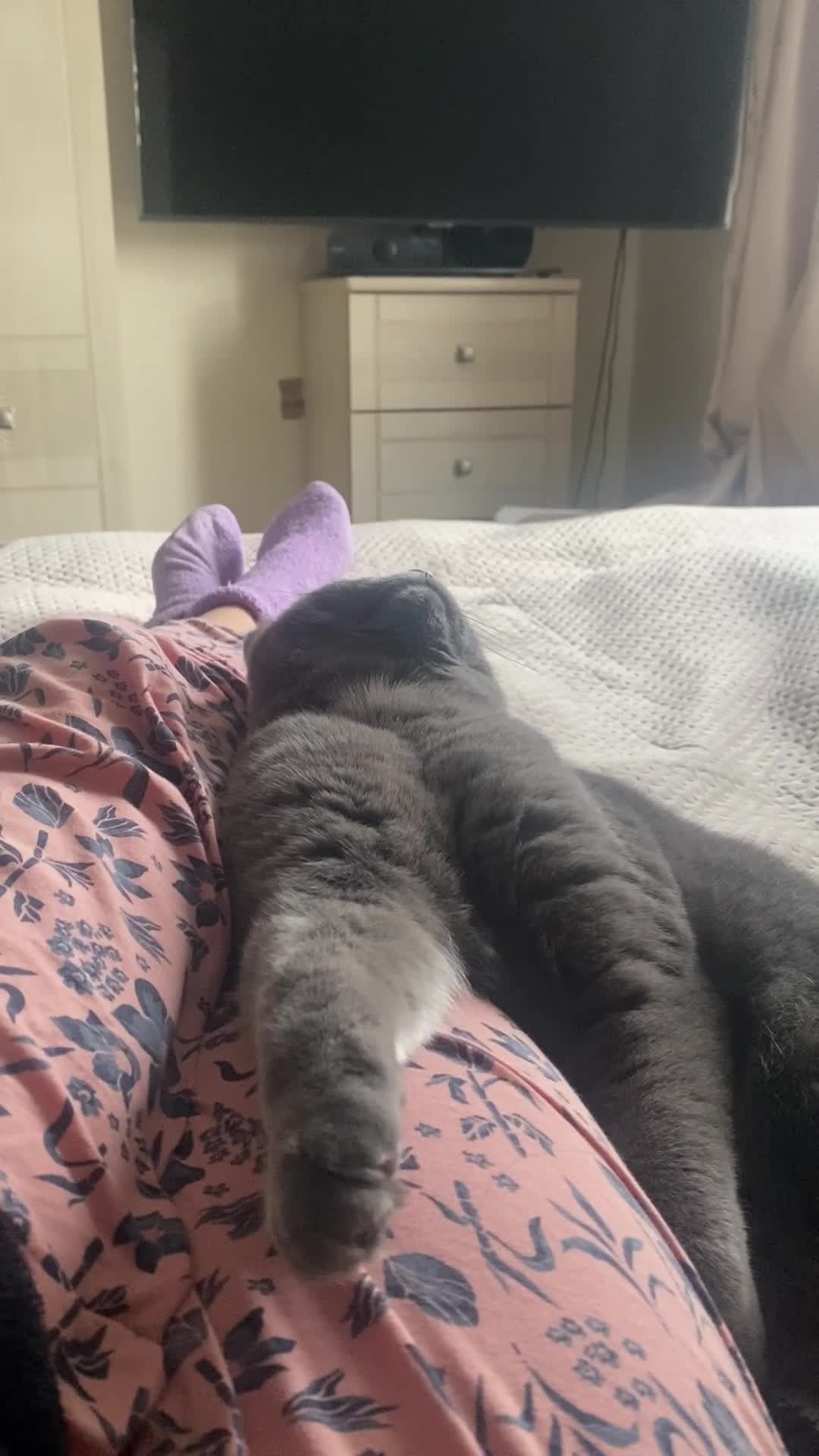 British Shorthair cats for sale: Stunning Rare Pedigree British Shorthair Brothers - Video 4