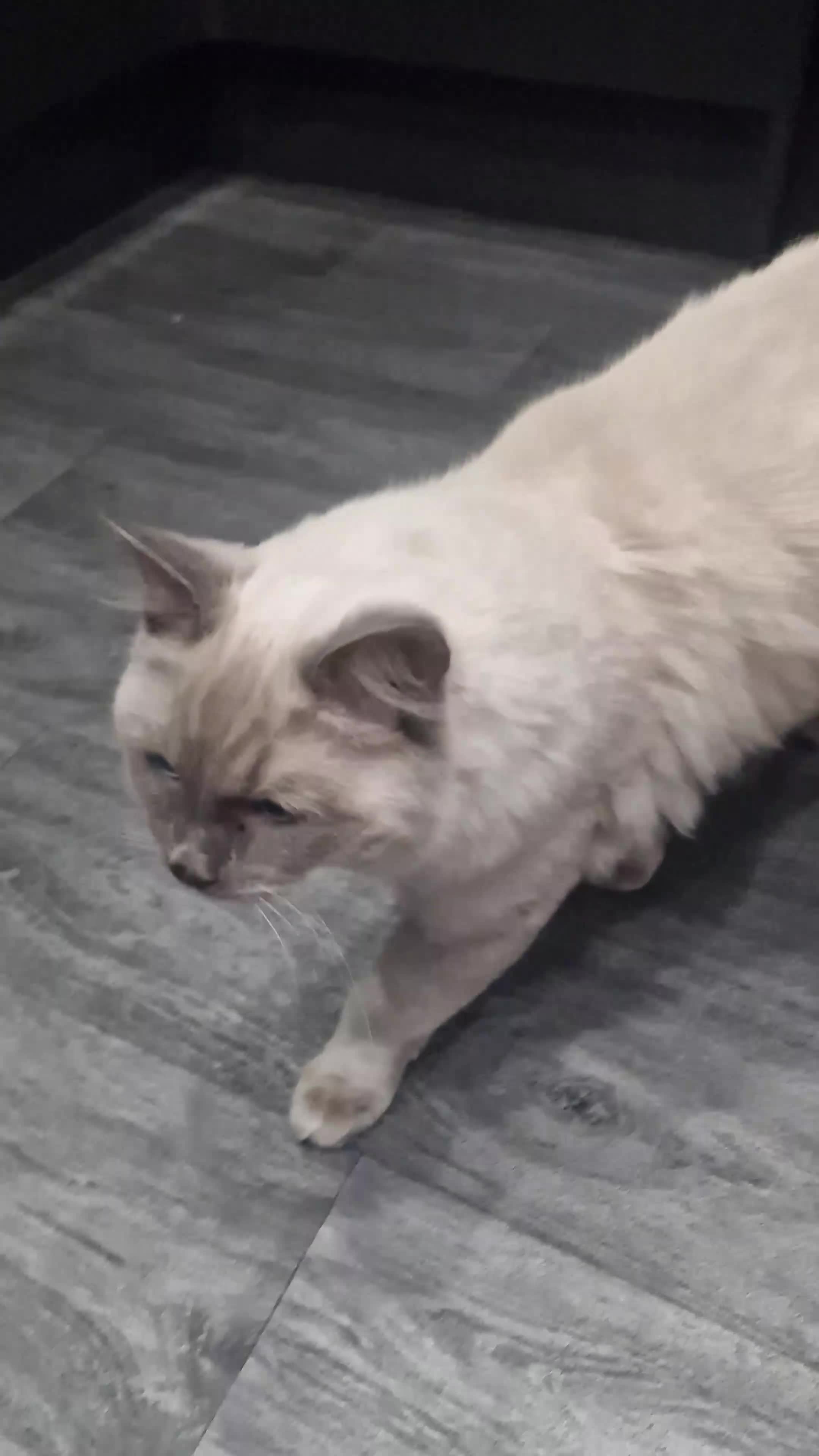 Ragdoll cats for sale: Ragdoll blue point  - Video 1