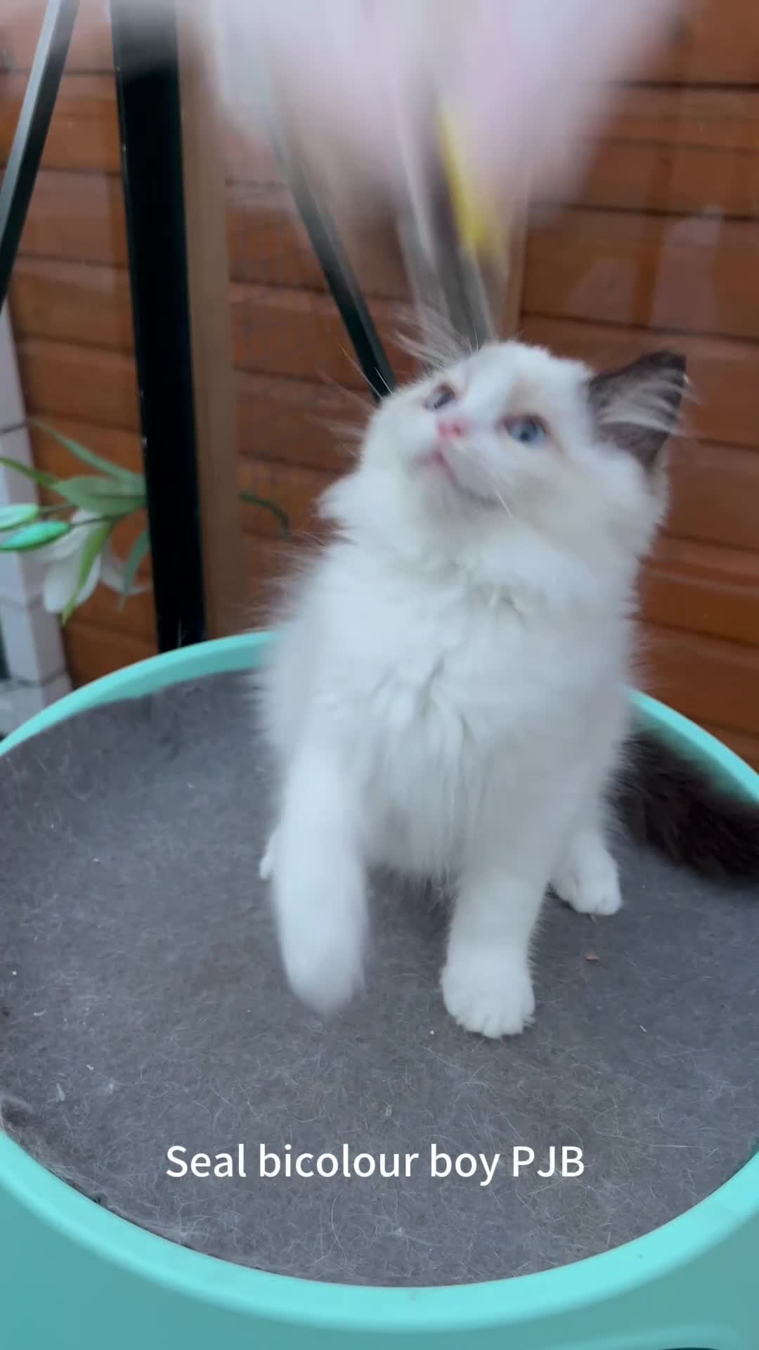 Ragdoll cats for sale: TICA Registered EU famous R bloodline  - Video 4
