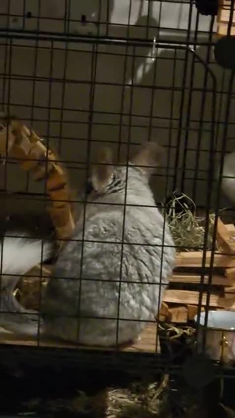 Chinchilla rodents for sale: 1 Male 1 female Chinchilla - Video 2