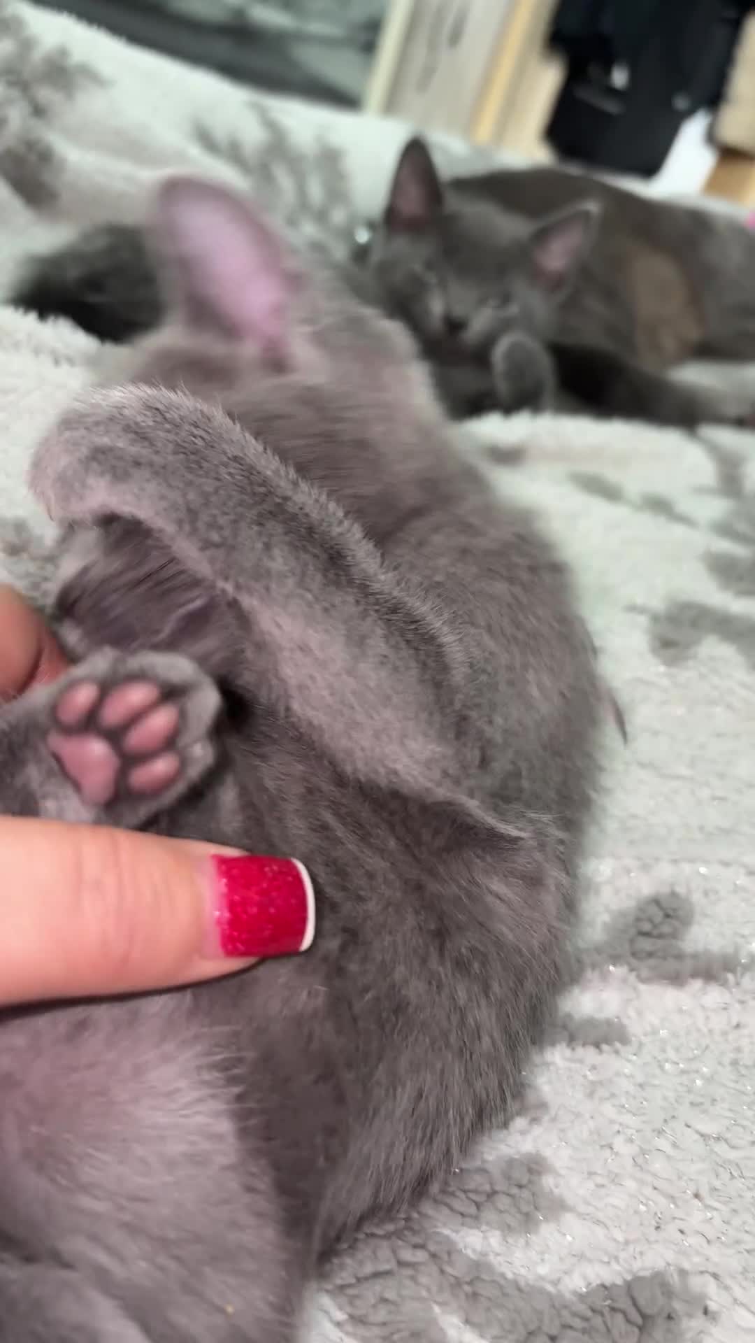 Russian Blue cats for sale: Blue Russian kittens - Video 4