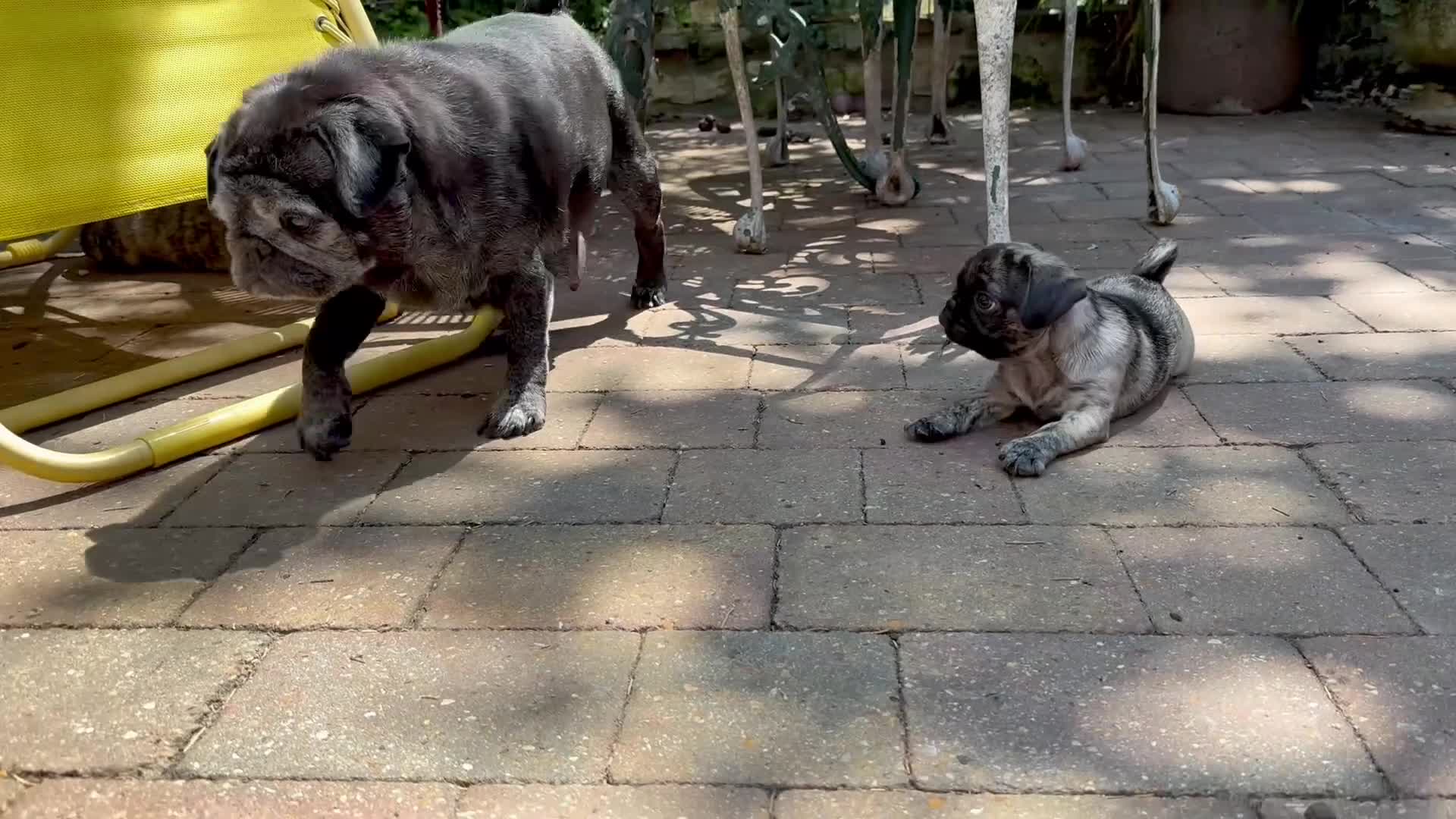 Pug dogs for sale: Adorable one of a kind. loving KCreg PUG puppies  - Video 1