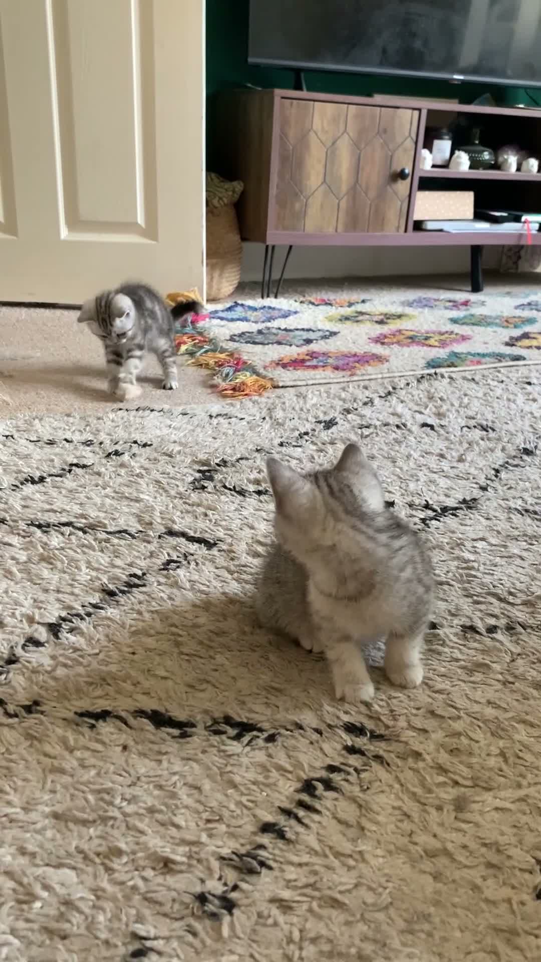 British Shorthair cats for sale: British short hair kittens  - Video 2
