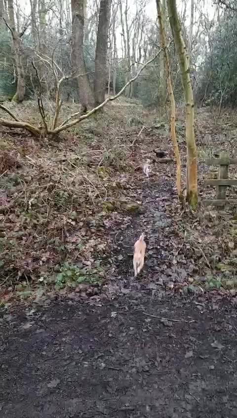 Jack Russell dogs for stud: Miniature Jack Russell for Stud in Newcastle upon Tyne - Video 1