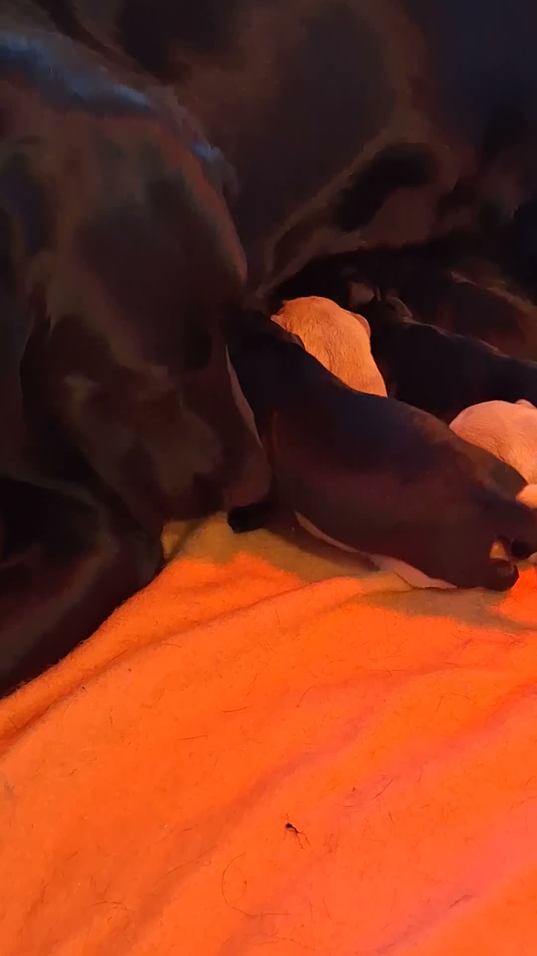 Labrador Retriever dogs for sale: Labrador Pups from Championship Lines - Video 1