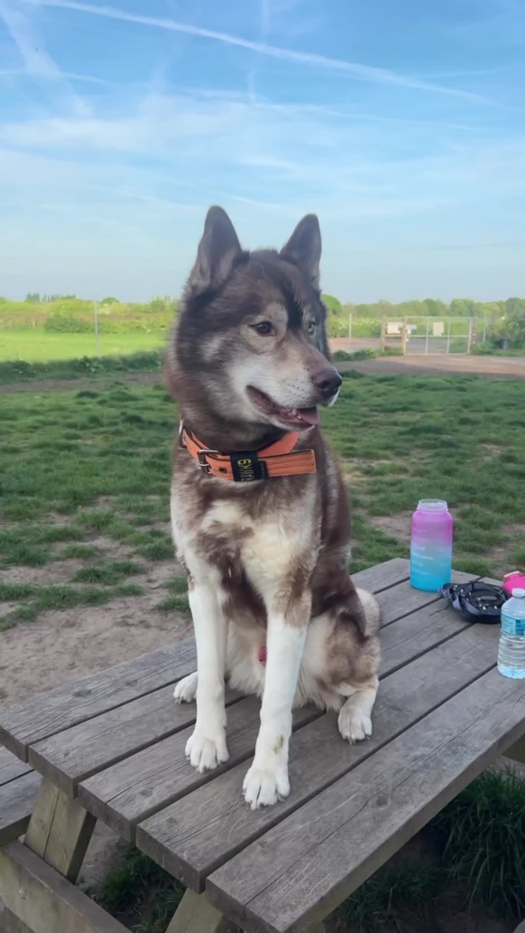 Siberian Husky dogs for stud: GOLDEN BOY PROVEN SIBERIAN HUSKY STUD!🏆🏆🏆 - Video 1