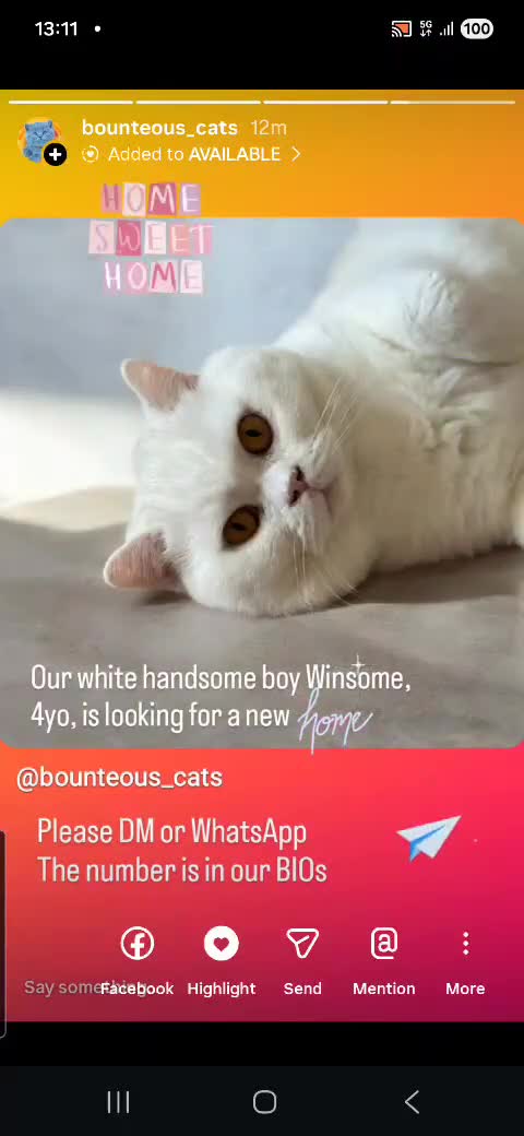 British Shorthair cats for sale: Closing of BSH cattery, 50% discount  - Video 2