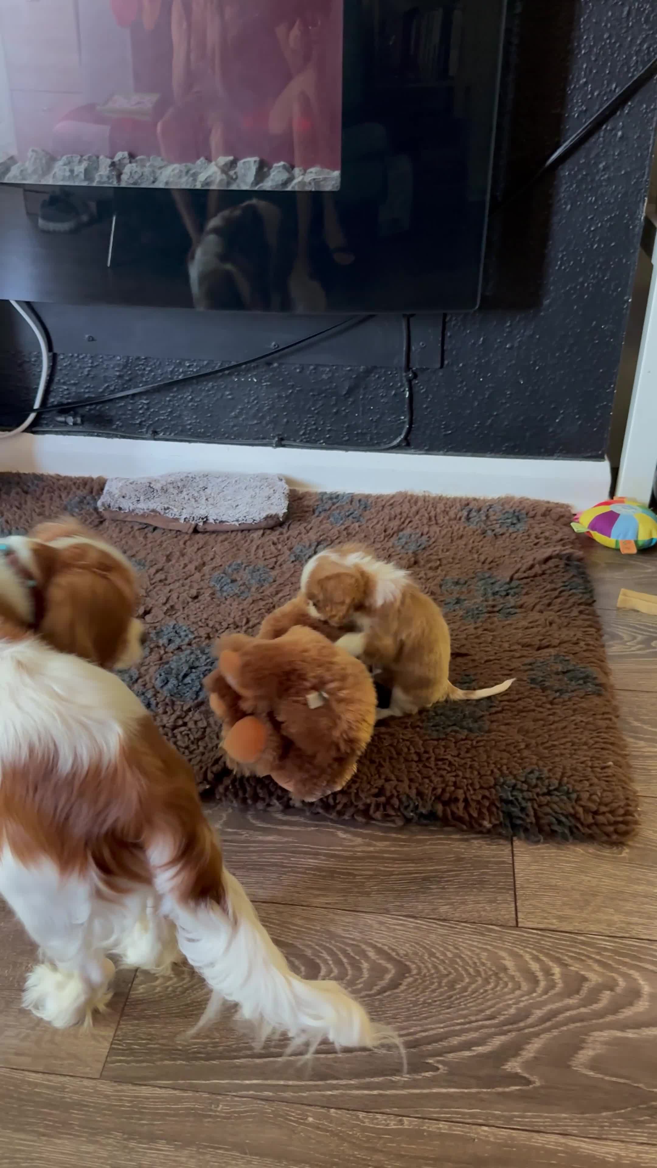 Cavalier King Charles Spaniel dogs for sale: Little Tiny Cavalier Available ❤️🐶 - Video 1