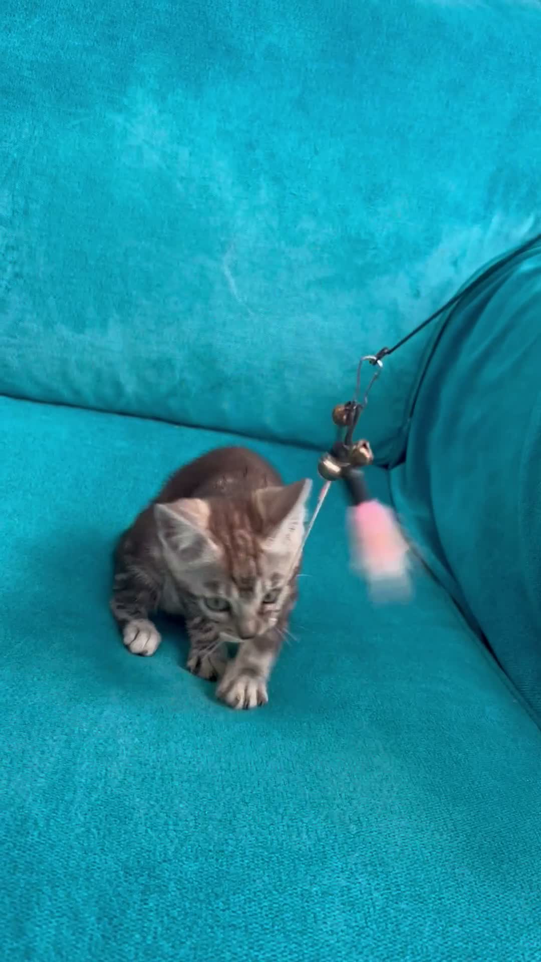 Bengal cats for sale: Tica Registered Bengals  - Video 3