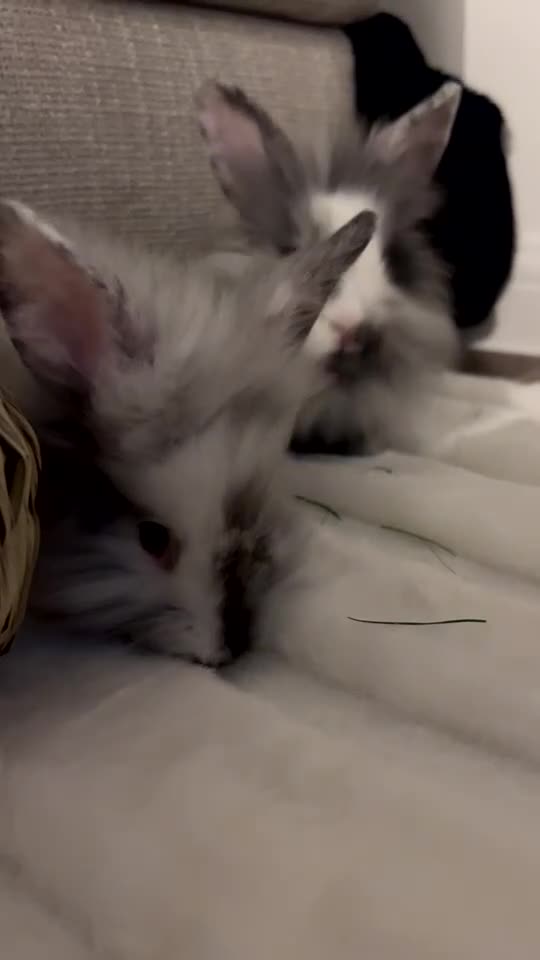 Mixed Breed rabbits for sale: 2 mini lop lion head bunnies  - Video 1