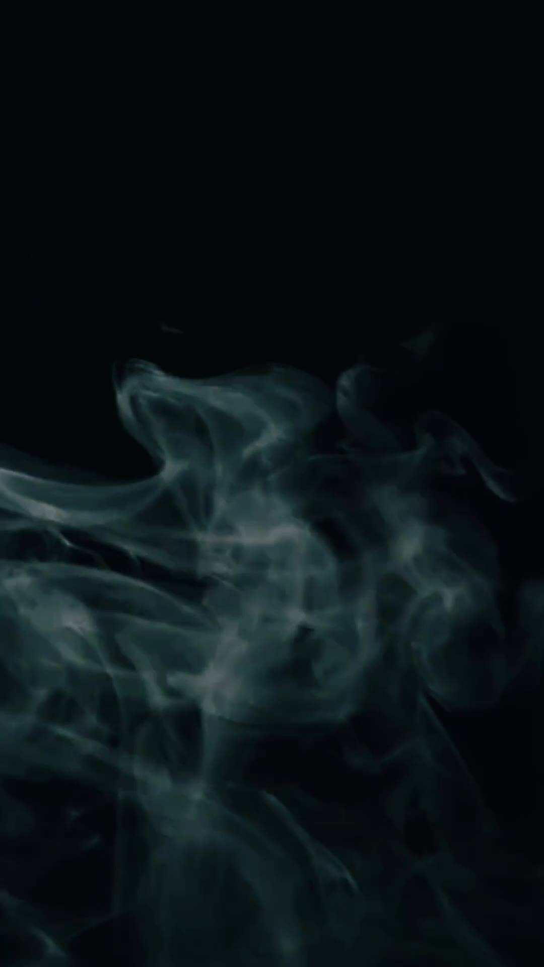 Sphynx cats for sale: Blue Wrinkles Boy - Video 1