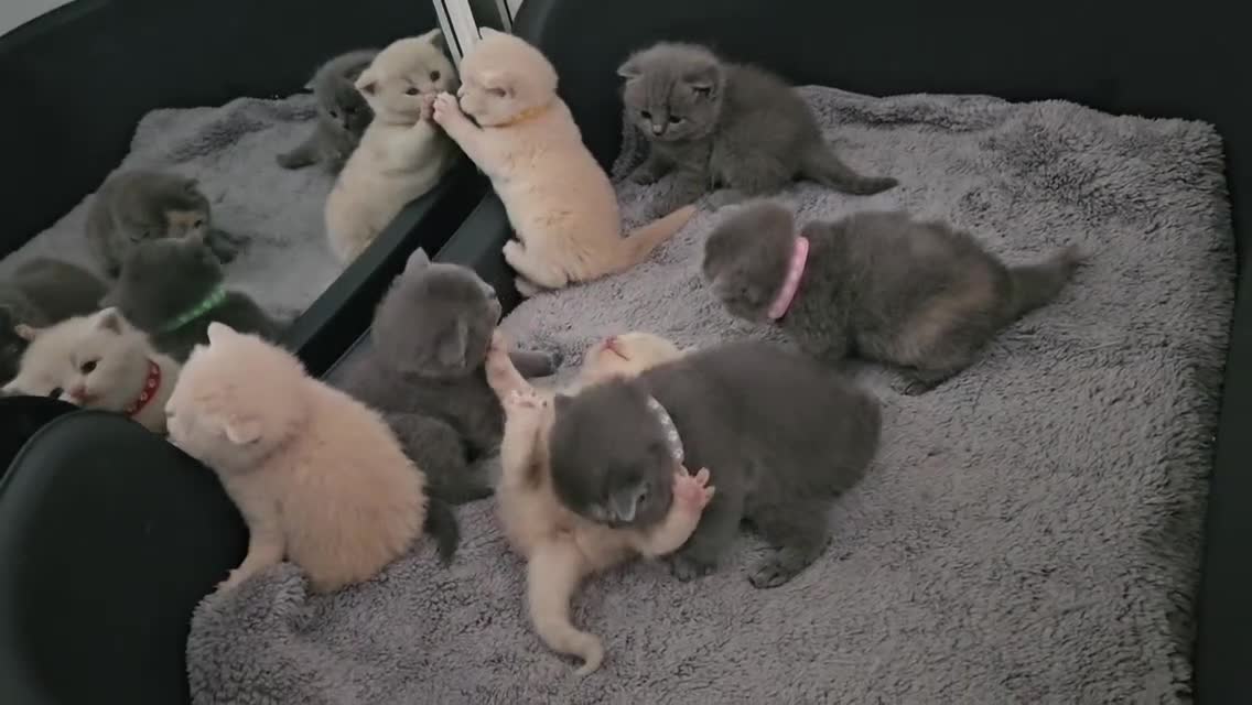 British Shorthair cats for sale: Pretty British shorthair  - Video 1