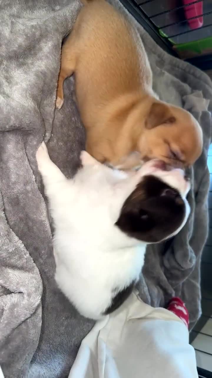 Chihuahua dogs for sale: Two beautiful Chihuahua puppy’s for sale.  - Video 5
