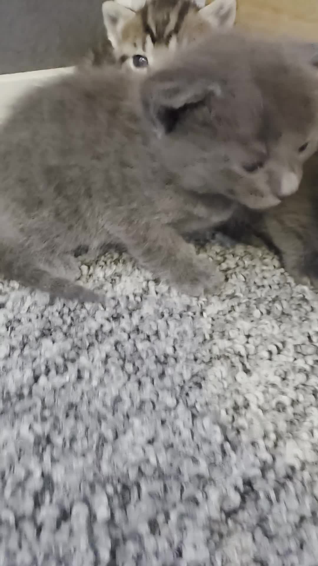 Mixed Breed cats for sale: 2 males left of litter  - Video 1