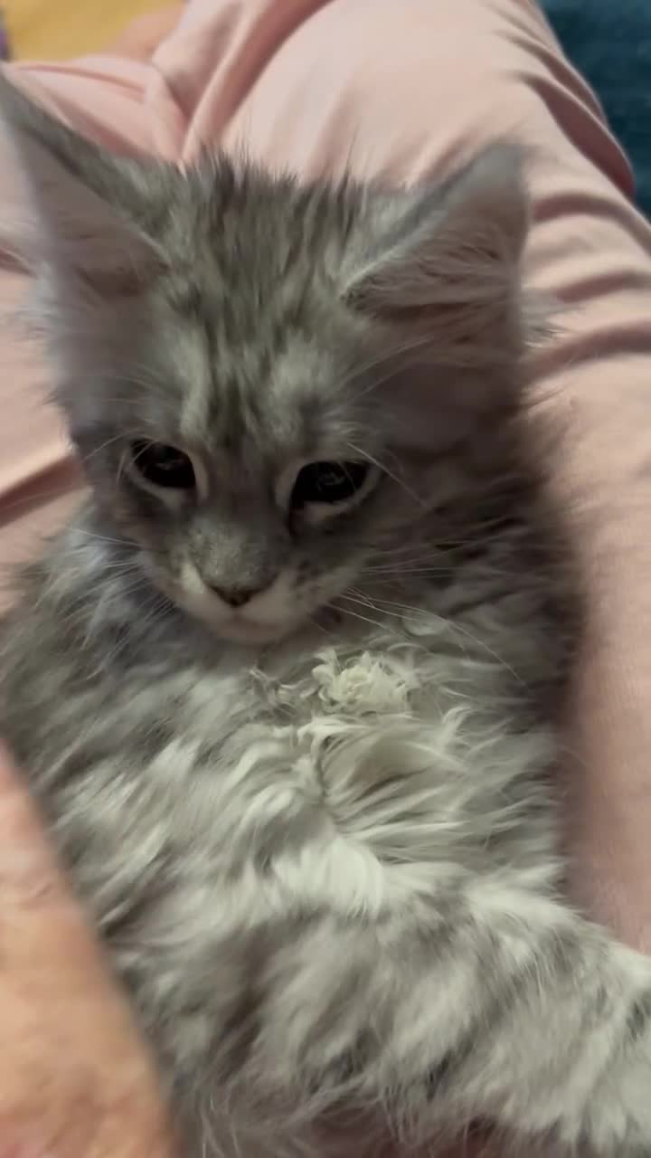 Maine Coon cats for sale: Pedigree registered Maine Coon - Video 3