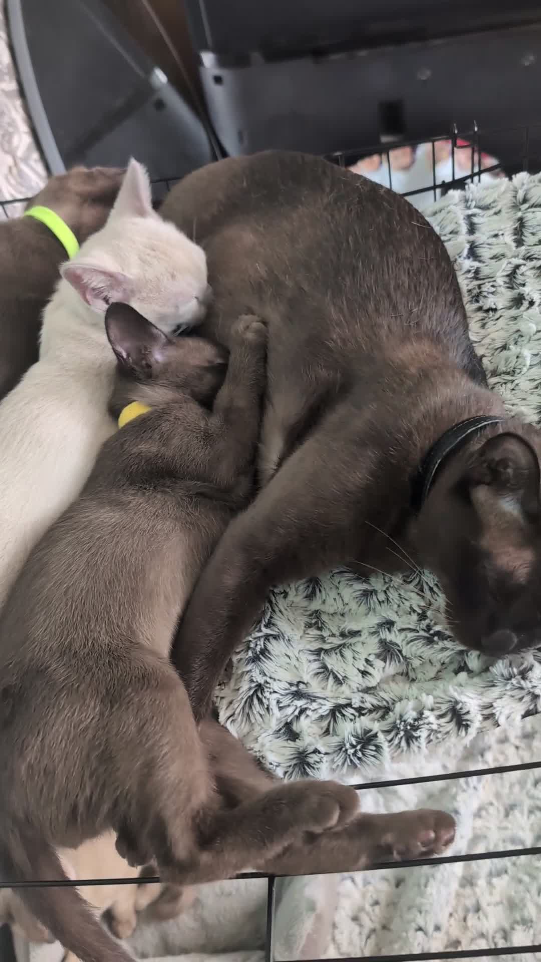 Burmese cats for sale: 1 beautiful brown boy - Video 2