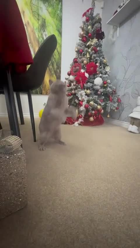 British Shorthair cats for sale: Lilac British Short Hair Queen  - Video 1