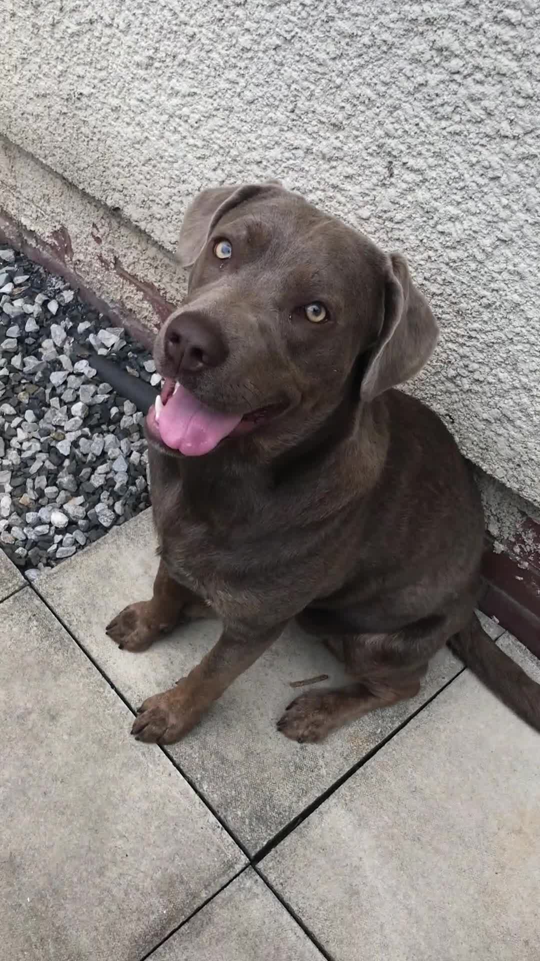 Mixed Breed dogs for sale: Labrador/cane corso 9 months old  - Video 1