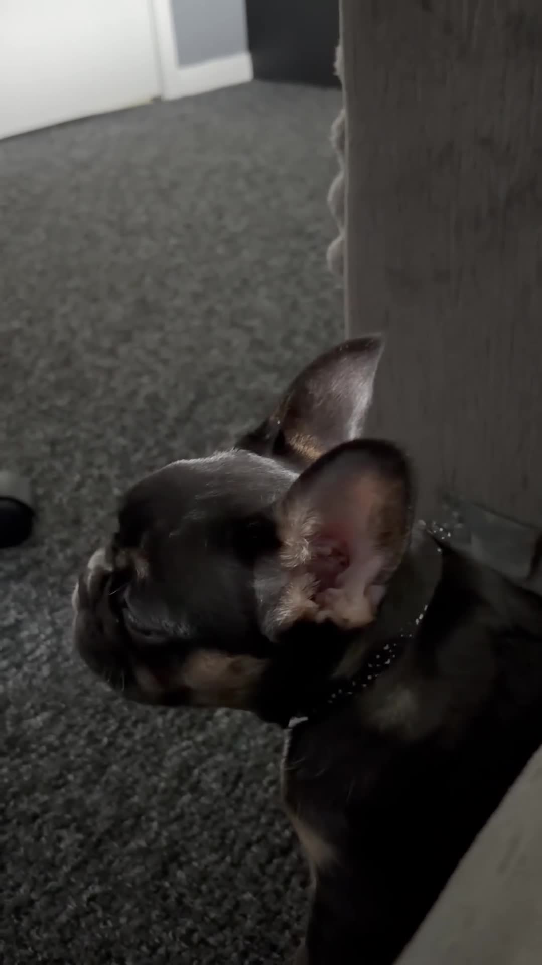 French Bulldog dogs for sale: French Bulldog KC Registered - 💕Female💕 - Video 1