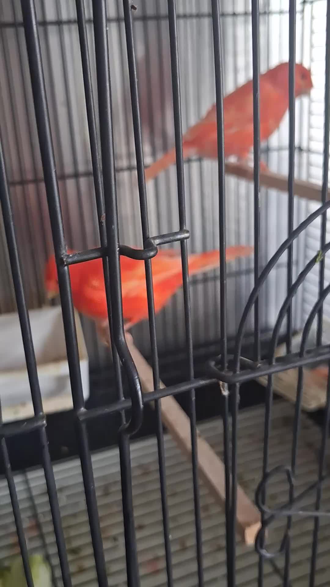 Canaries birds for sale: Red factor pair in Sutton Coldfield - Video 1