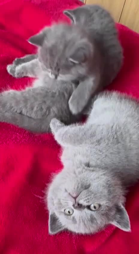 British Shorthair cats for sale: 3 kittens for sale - Video 2