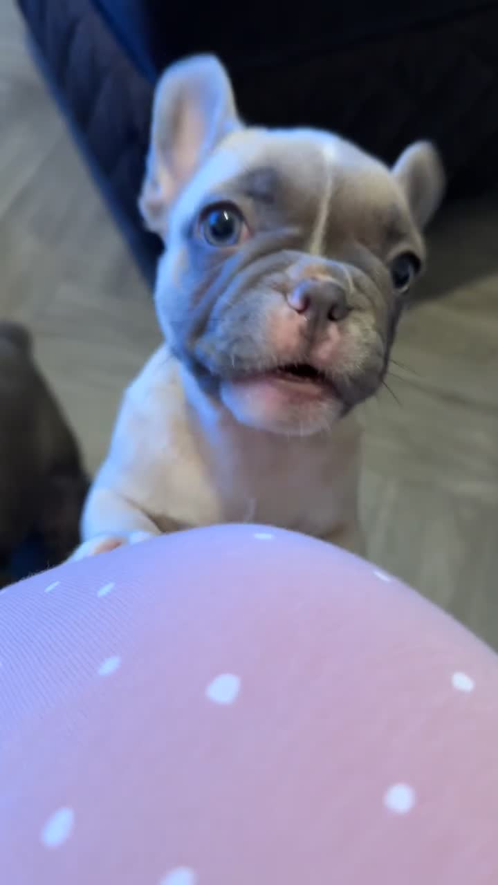 French Bulldog dogs for sale: Kennel club registered, no time wasters🩷 - Video 1