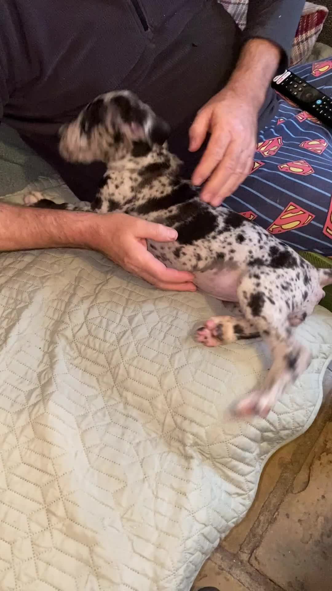 Great Dane dogs for sale: Beautiful kc reg Great Dane puppies - Video 2