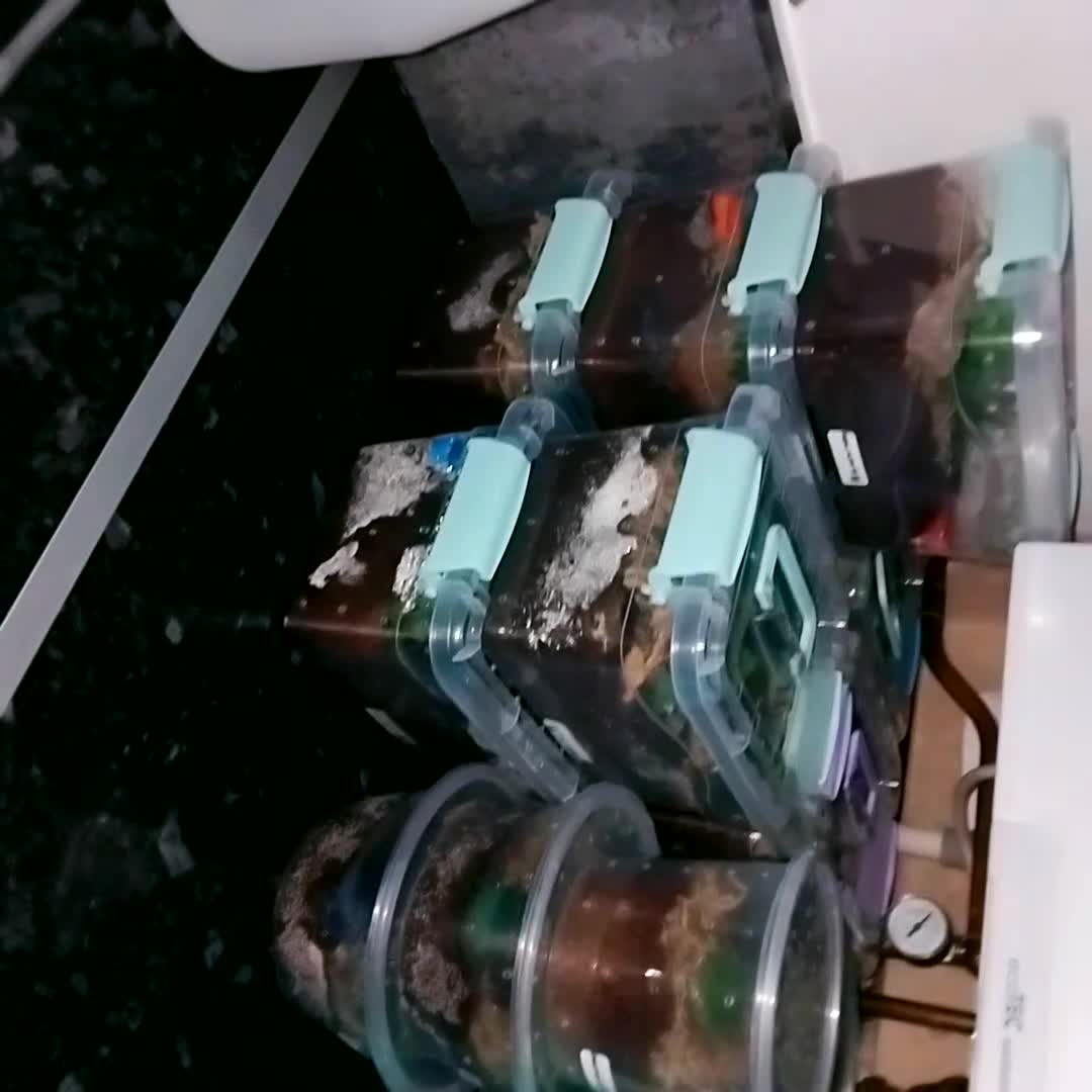 Spiders invertebrates for sale: Trantula collection crested geckos  - Video 3