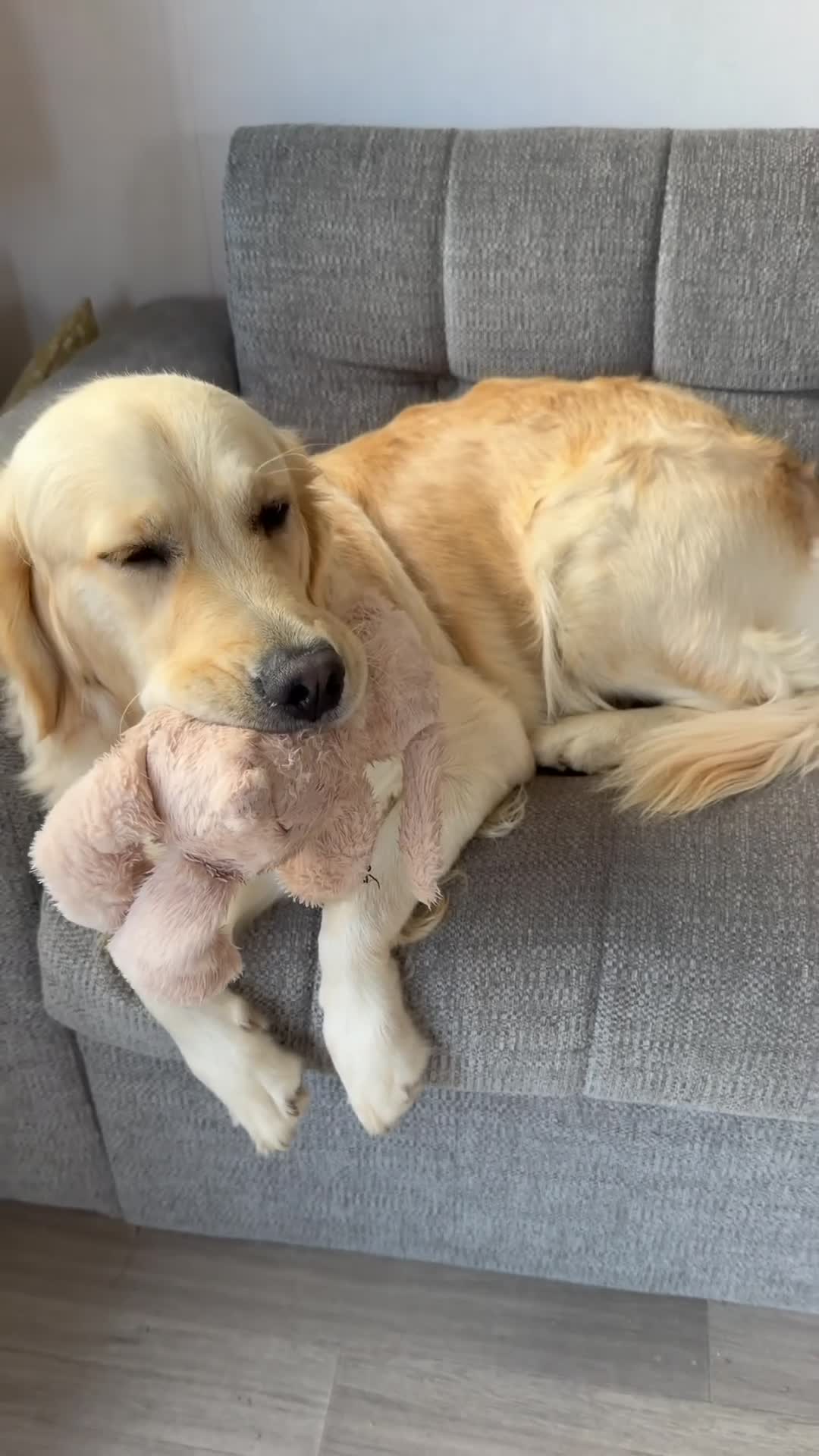 Golden Retriever dogs for sale: Clemmie Dog 🩷 - Video 1