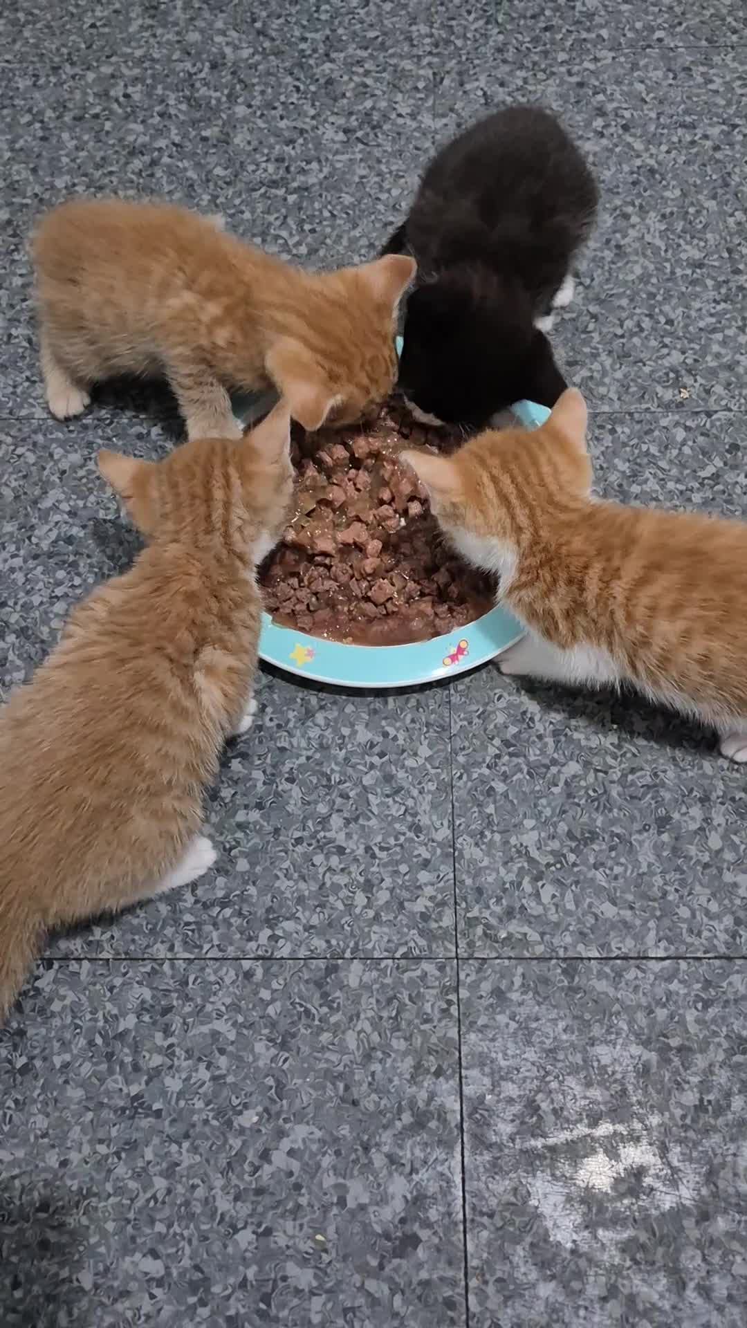 Mixed Breed cats for sale: Litter of 4 beautiful fur babies  - Video 1