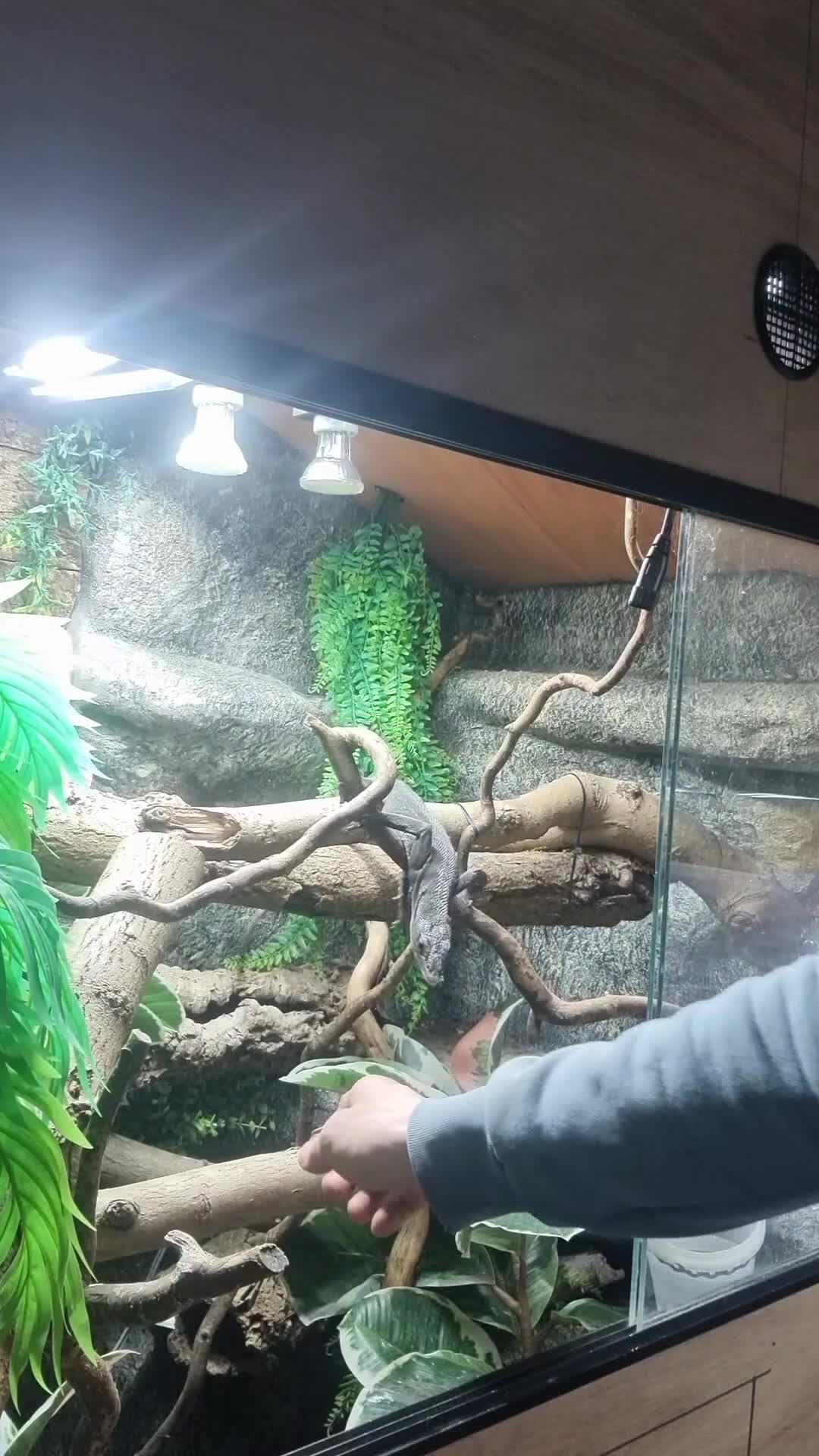 Monitor reptiles for sale: Black tree monitor. Varanus beccarii  - Video 1