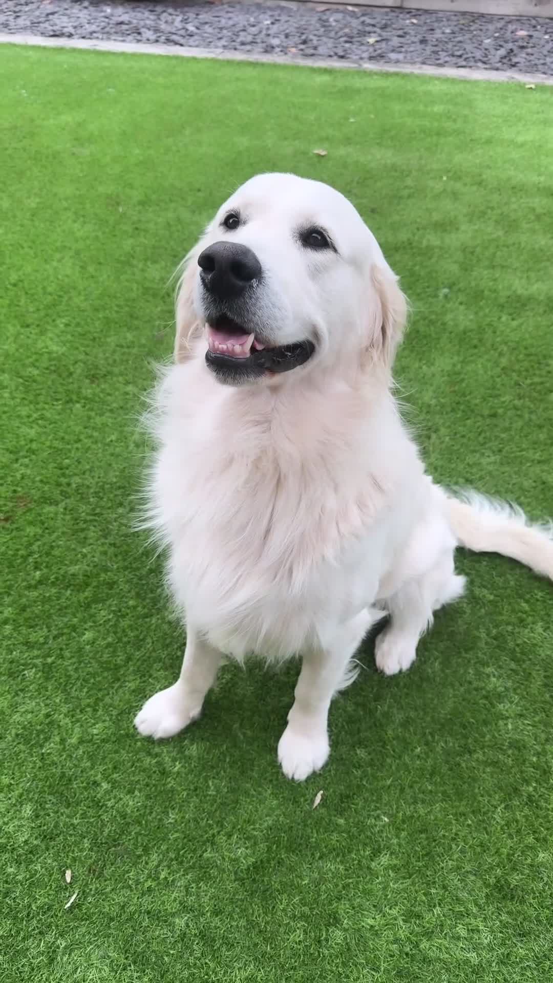 Golden Retriever dogs for stud: CREAM, PROVEN & FULLY DNA CLEAR, ICT 1 & 2 CLEAR - Video 1