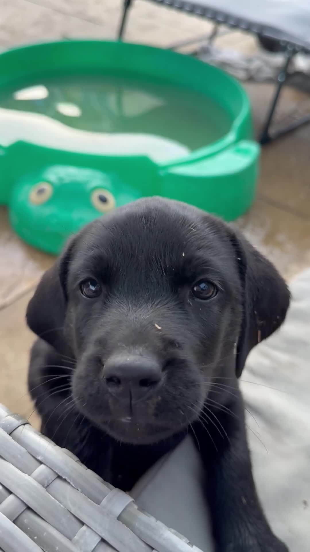 Labrador Retriever dogs for sale: 9 gorgeous KC registered black Labrador retrievers - Video 1