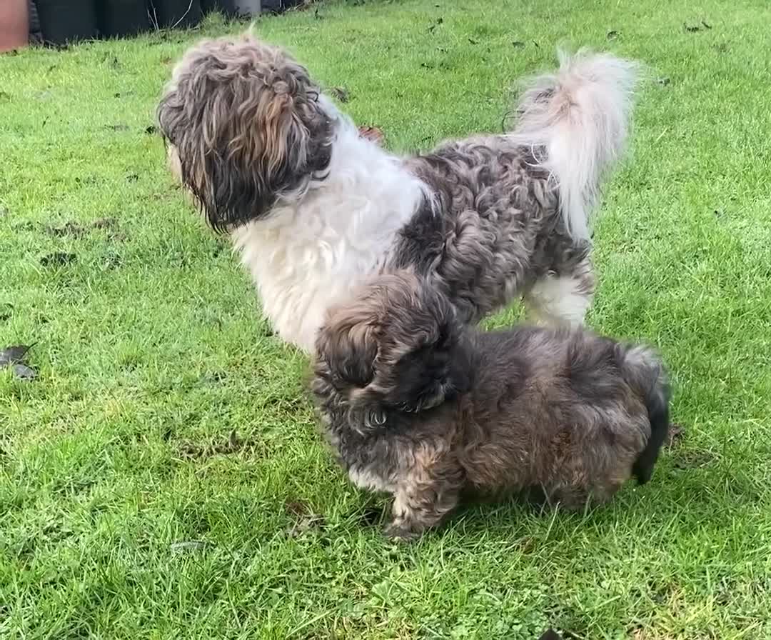 Shih Tzu dogs for sale: pure breed shih tzu puppy , only 1 left - Video 3