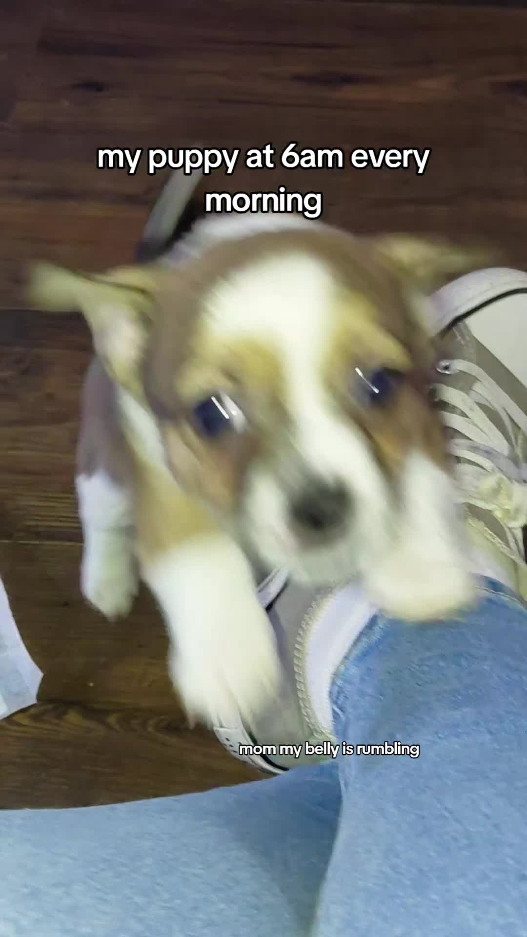 Mixed Breed dogs for sale: JACK russel X CHIHUAHUA x shitzu  - Video 2