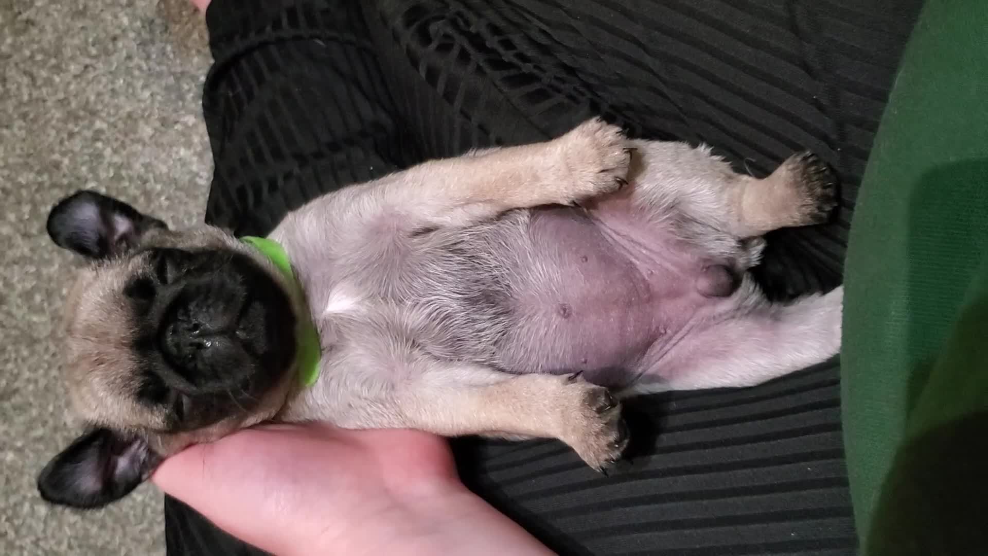 Pug dogs for sale: Pugs looking for there forever homes - Video 1