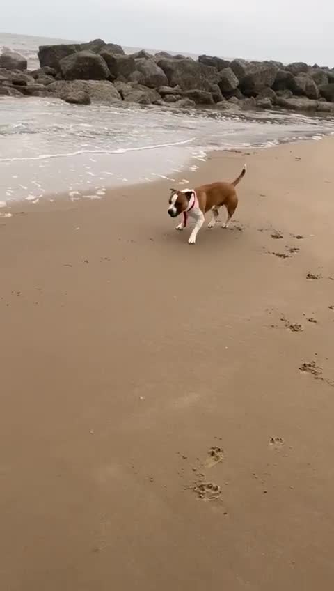 Staffordshire Bull Terrier dogs for stud: For stud FREE - Video 1
